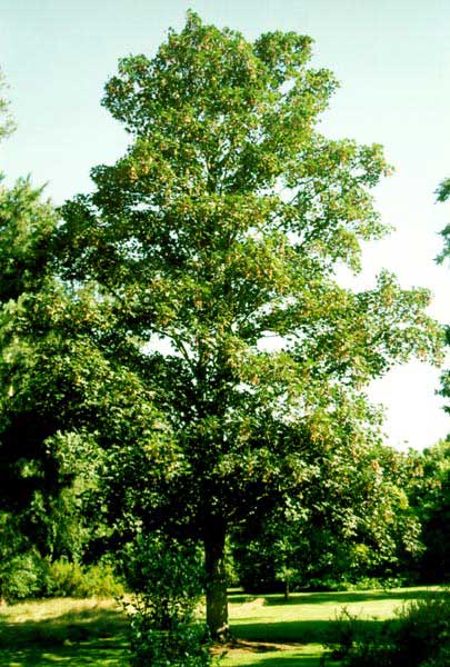  Image name: acero di monte2.jpg 
 width: 405 pixel 
 height: 600 pixel 
 Size: 63167 bytes 
 Click to enlarge 